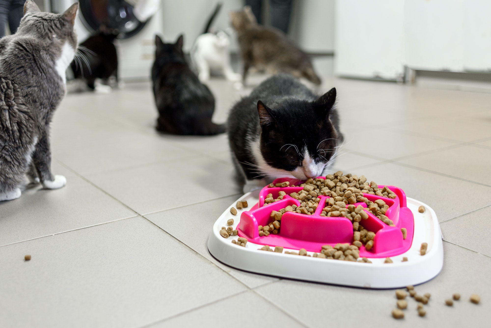 cat-eating-dry-food-in-animal-shelter.jpg