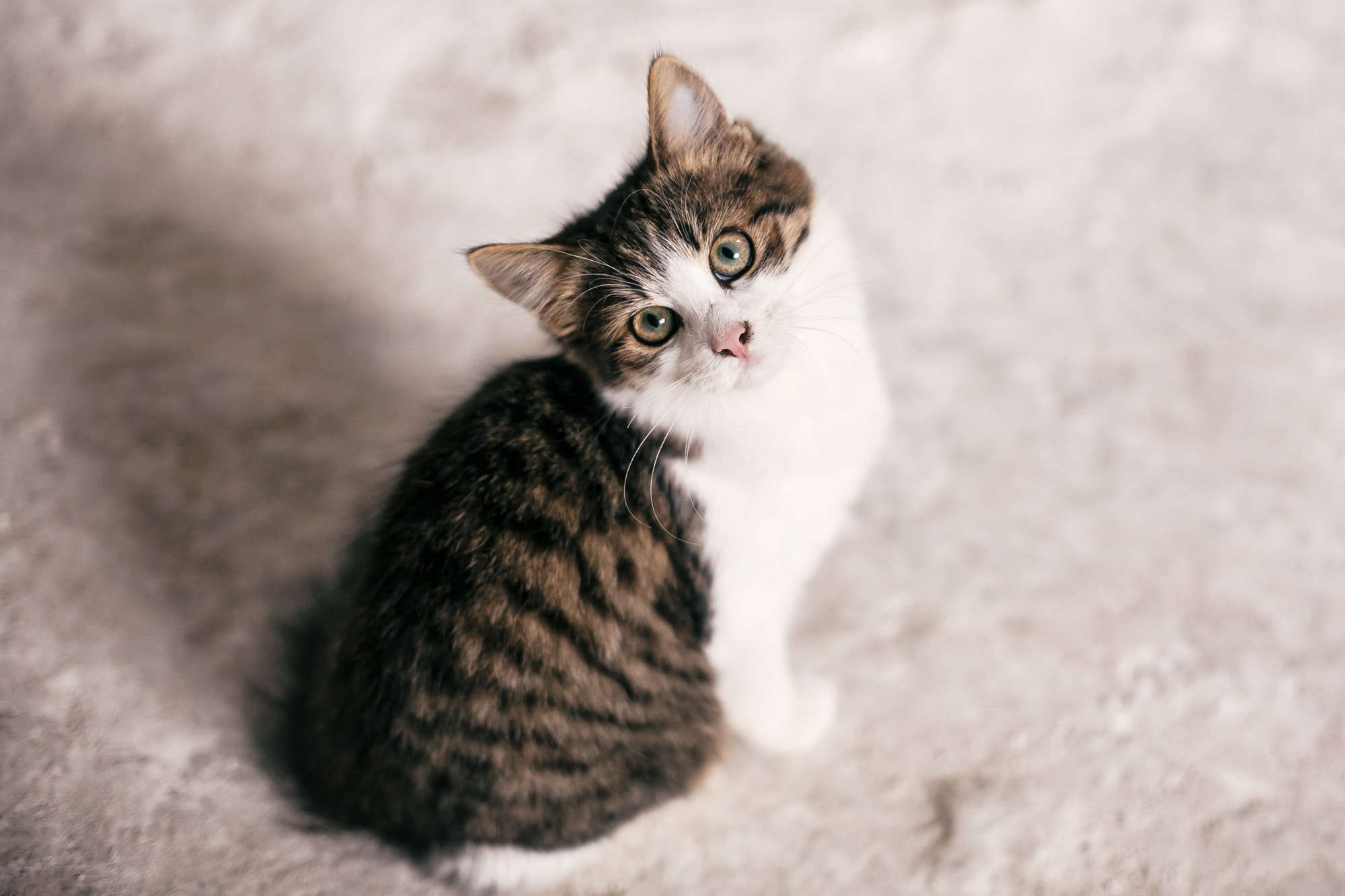 cute-scared-tabby-kitten-with-sweet-looking-eyes-walking-in-city-street.jpg