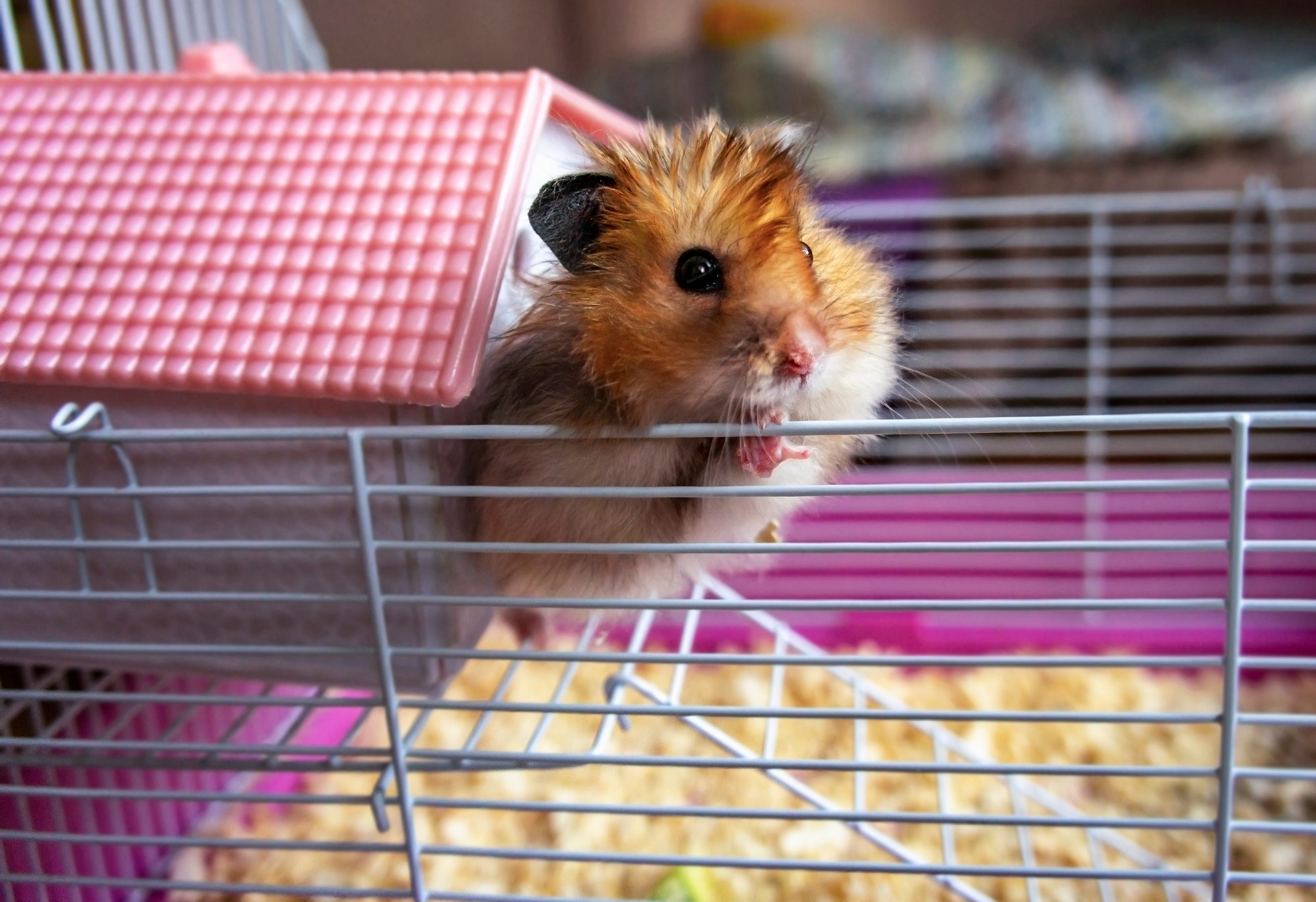 syrian-ginger-hamster-red-cute-hamster-hamster-pink-house-and-cage.jpg